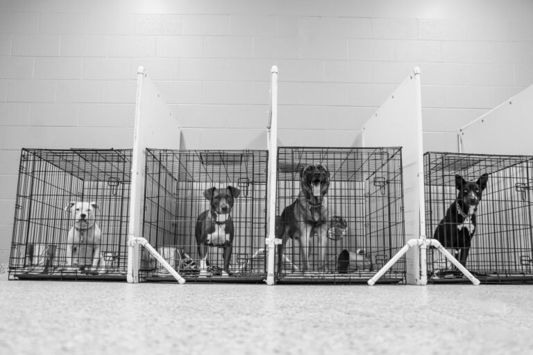 dogs in kennels in playroom