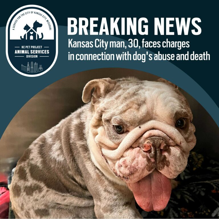 rom the bulldog, kc pet project, animal services division, animal cruelty