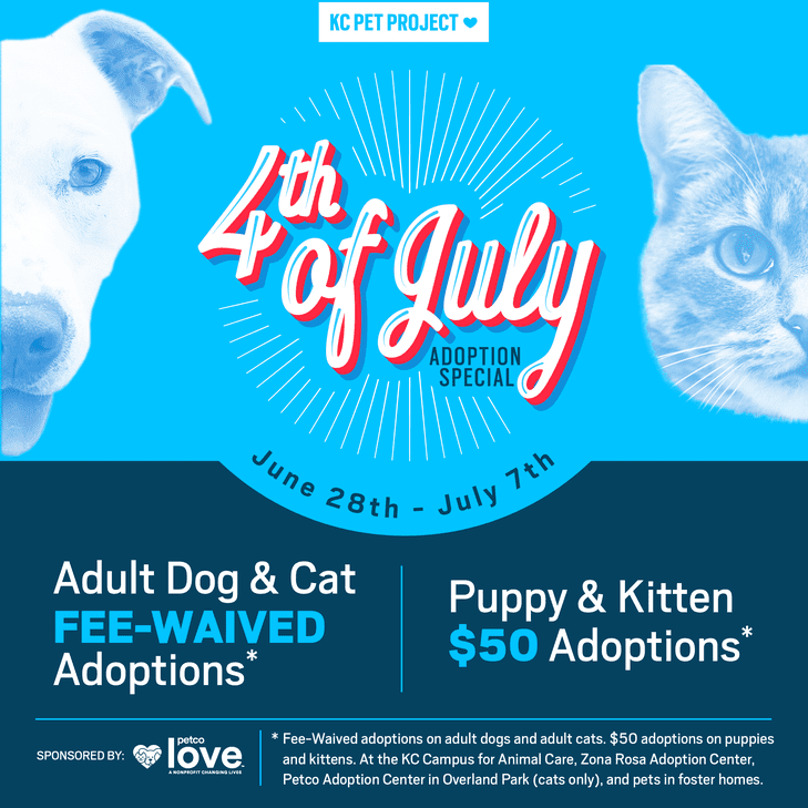 4th of July Adoption Special graphic
