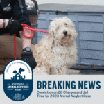 animal services breaking news
