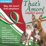 That's Amore Adoption Special Graphic