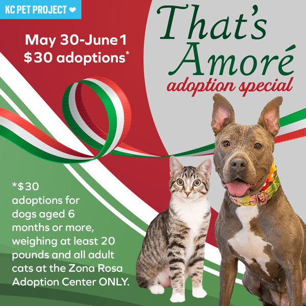 That's Amore Adoption Special Graphic
