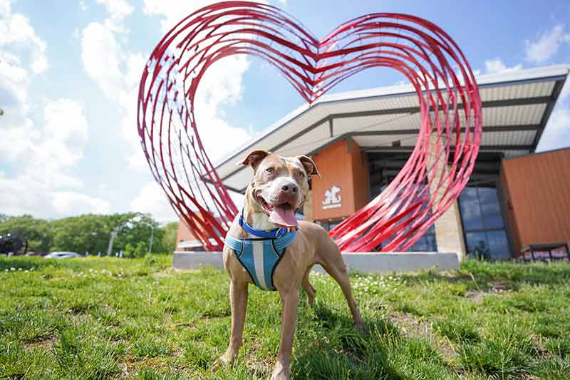 Dog in front of shelter