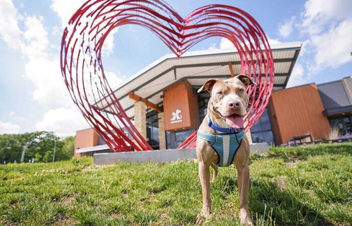 Dog in heart