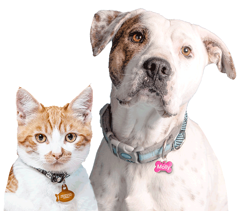 Cat and Dog with Collars