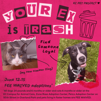 Your Ex is Trash, Find Someone Loyal Adoption Special Graphic
