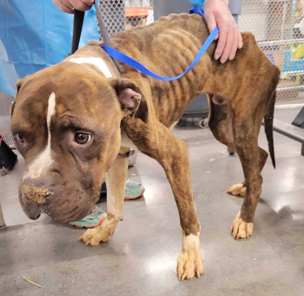 Emaciated Dog - Victim of Cruelty