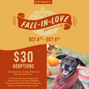 fall in love adoption special