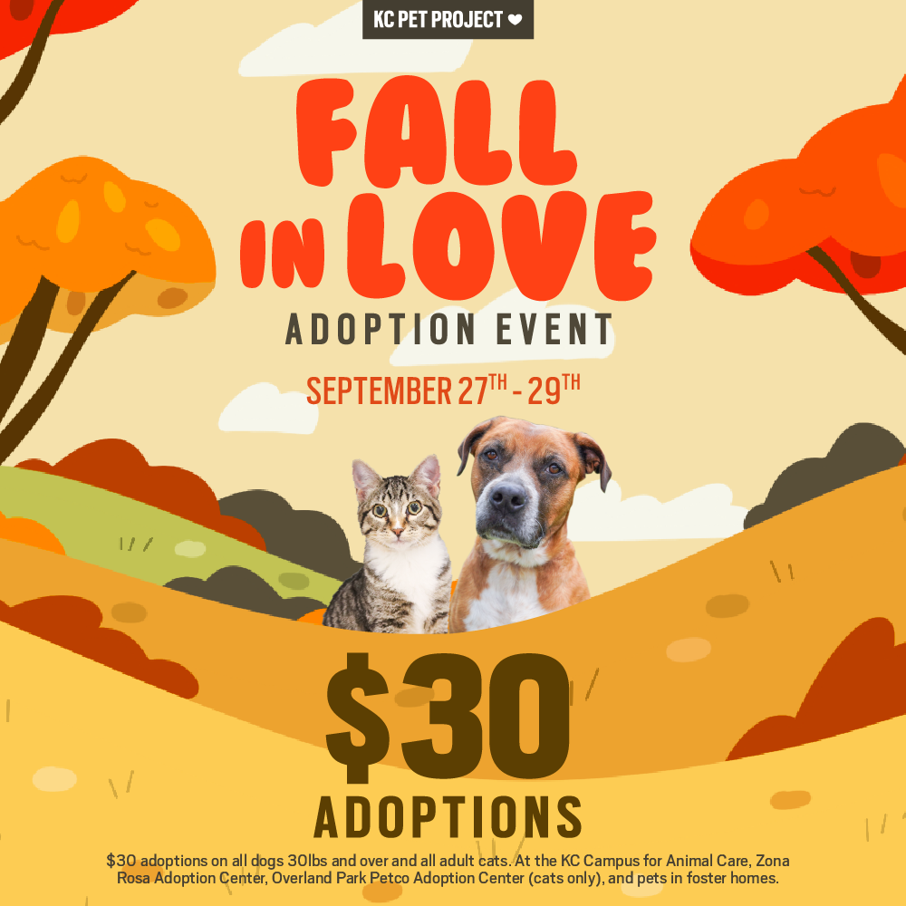 Fall in Love Adoption Special graphic