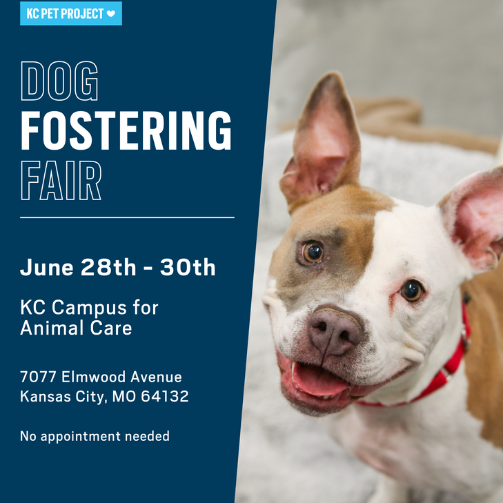 Dog Fostering Fair graphic