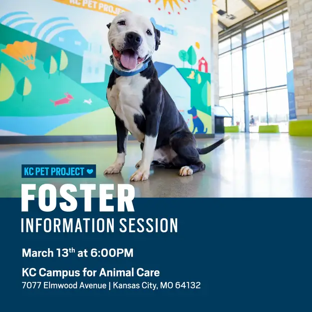 Foster Information Session graphic