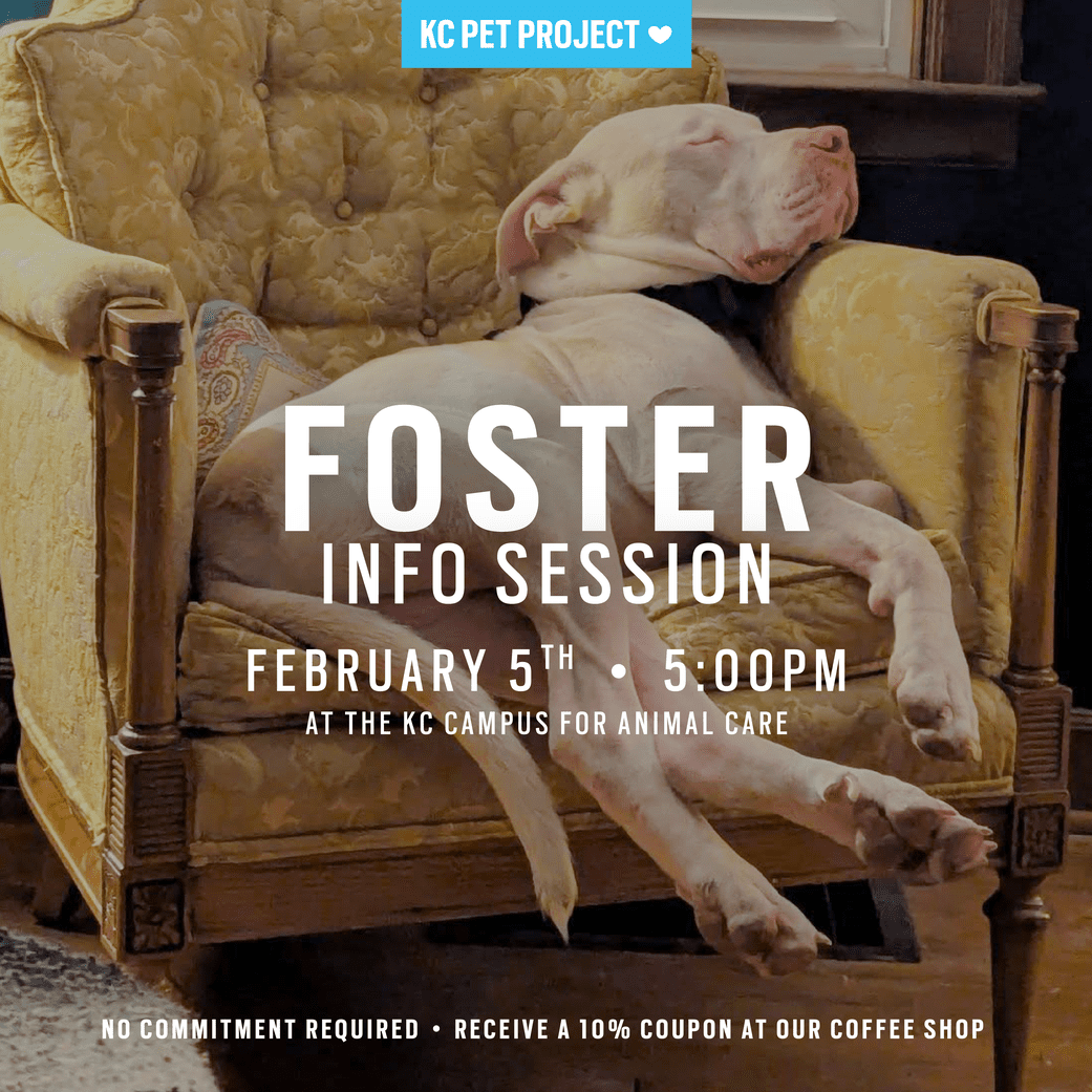 Foster Information Session Graphic