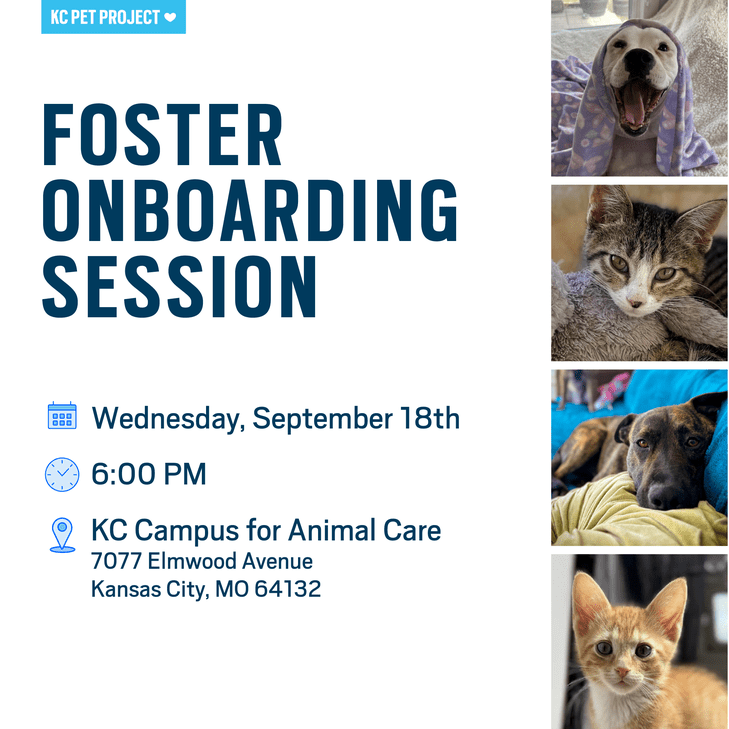 Foster Onboarding Graphic September 18th