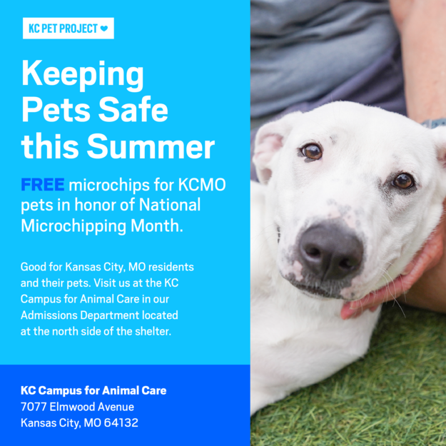 Free microchips for the month of June graphic