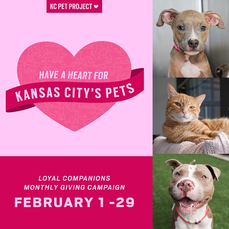 Have A Heart For KC Pets