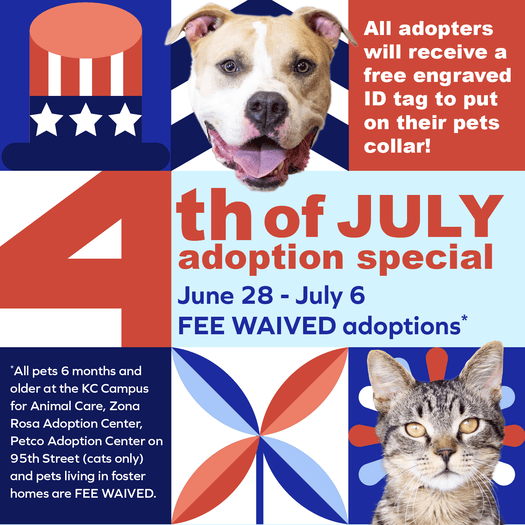 4th of July Adoption Special graphic