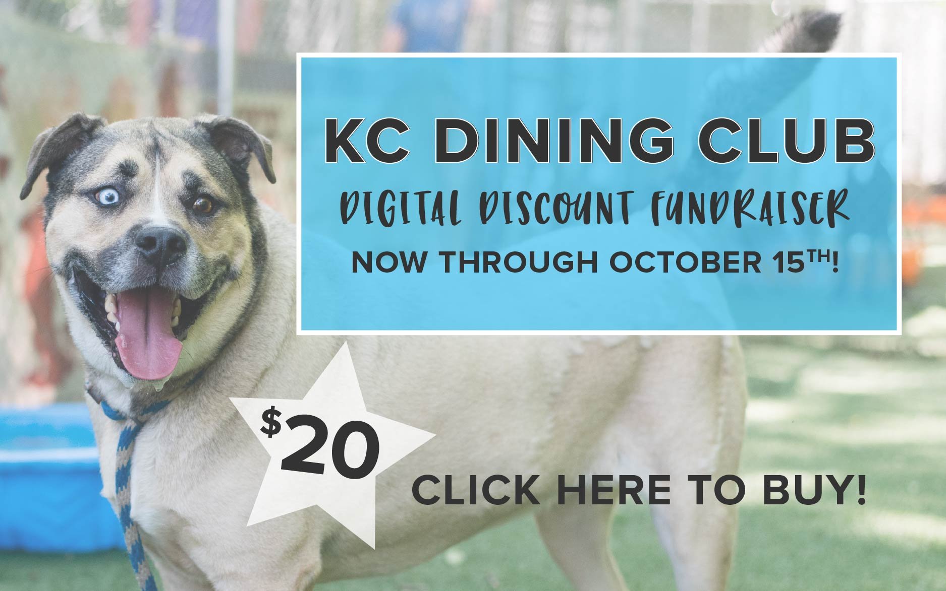 Kansas City, MO Animal Shelter | KC Pet Project (KCPP™)