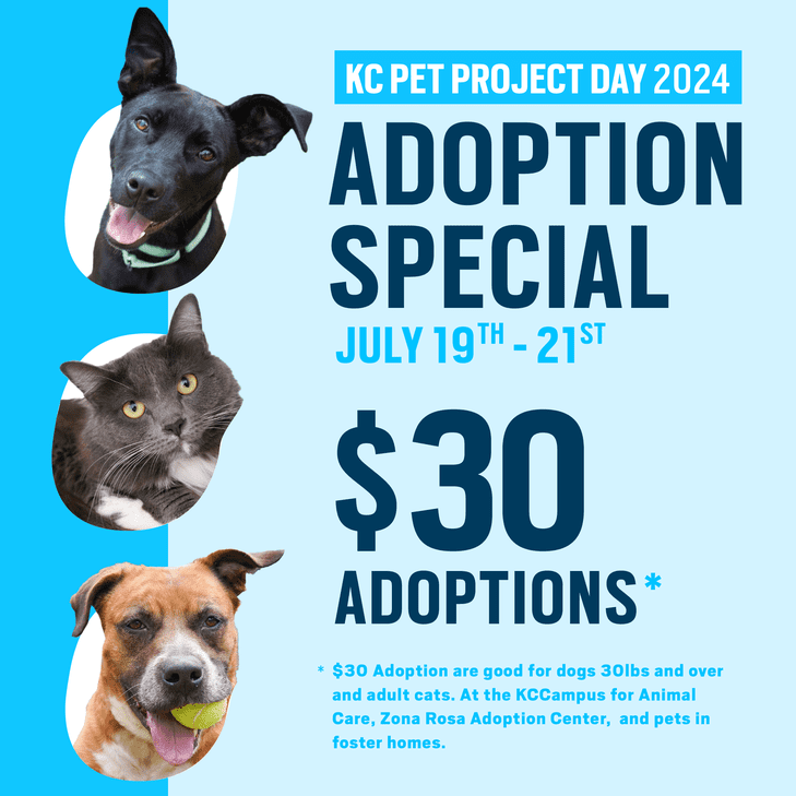 KCPP Day Adoption Special graphic