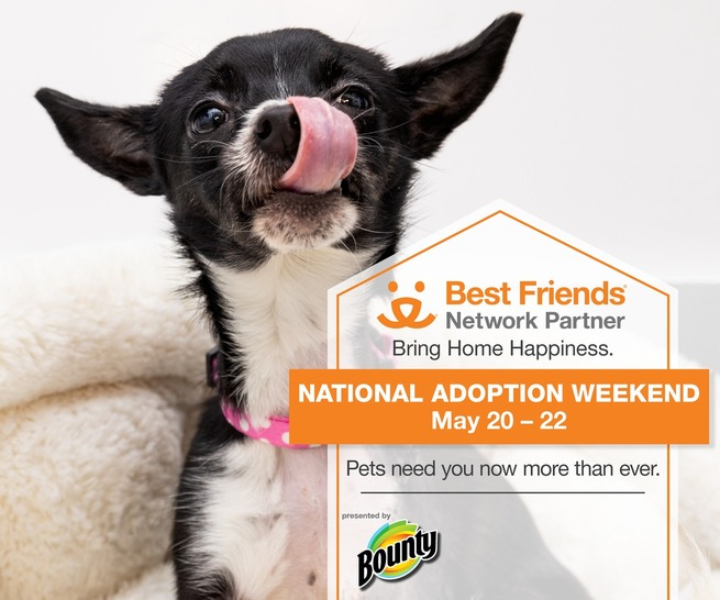 Best Friends National Adoption Weekend | KC Pet Project