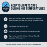 kc pet project pets warm weather