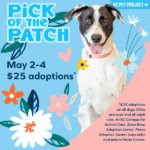Pick of the Patch Adoption Special graphic