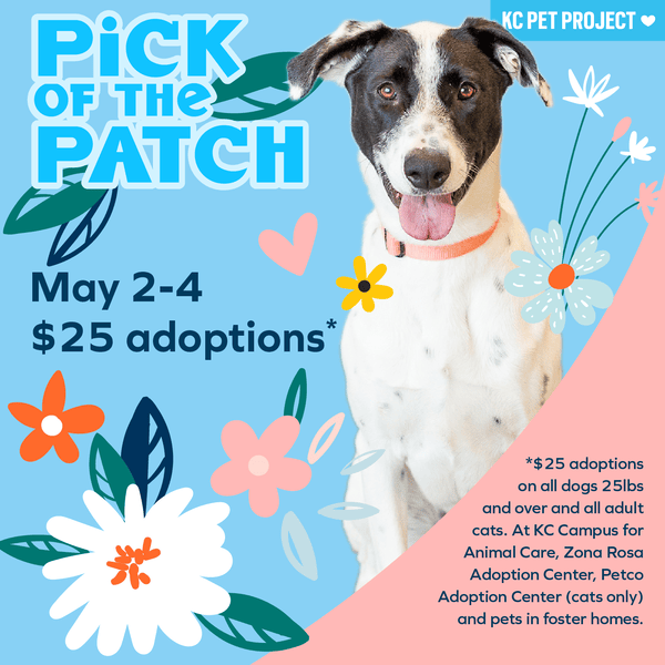 Pick of the Patch Adoption Special graphic