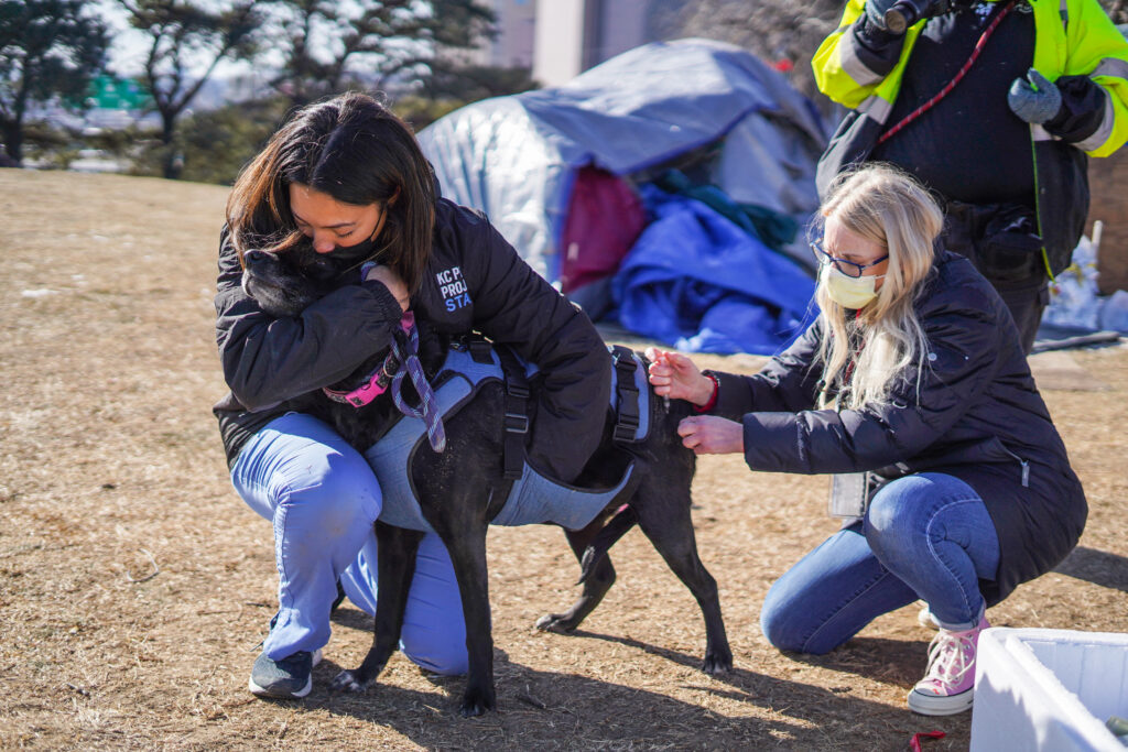 staff member and veterinarian vaccinate black dog in the field