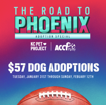 road to phoenix adoption special