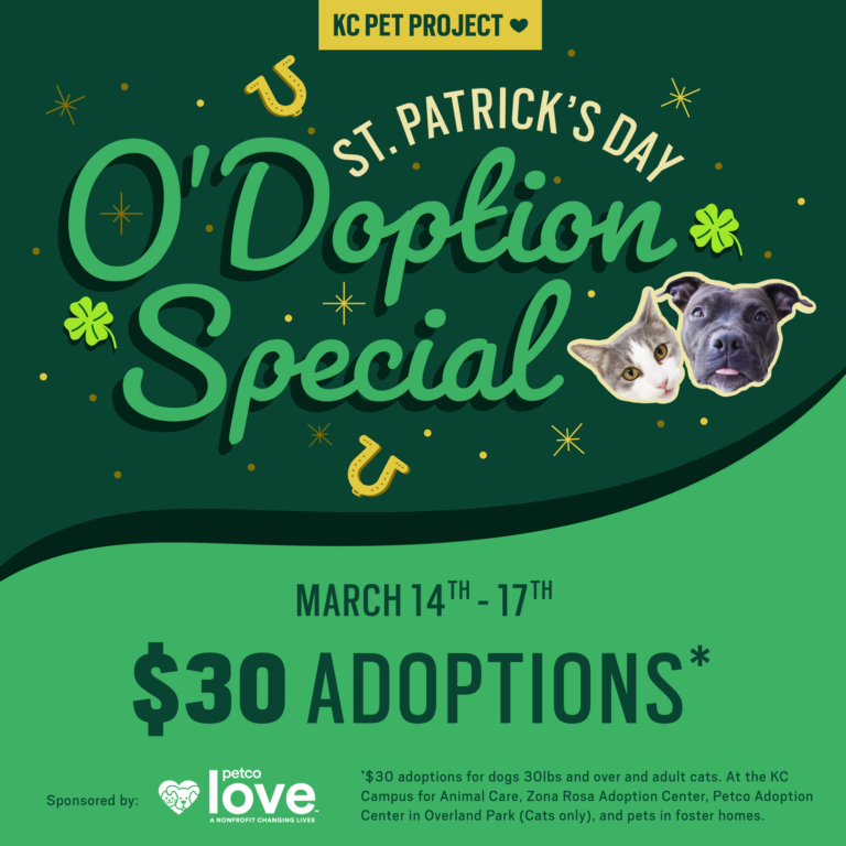 St. Patrick's Day O'Doption Special graphic