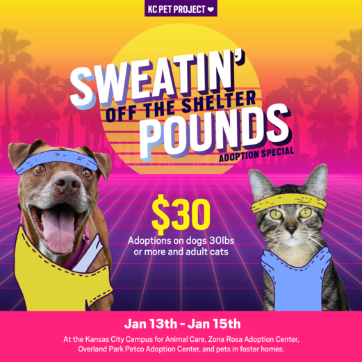 sweatin off the shelter pounds adoption special