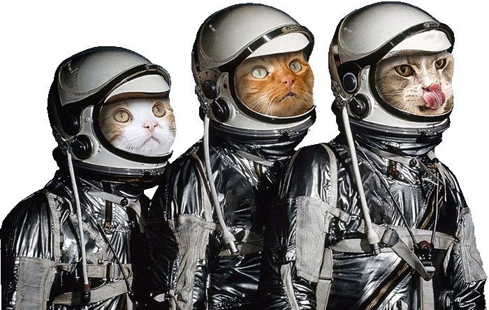 Caturday Catstronauts