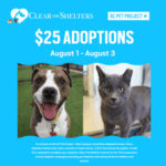 Adoption Special Graphic