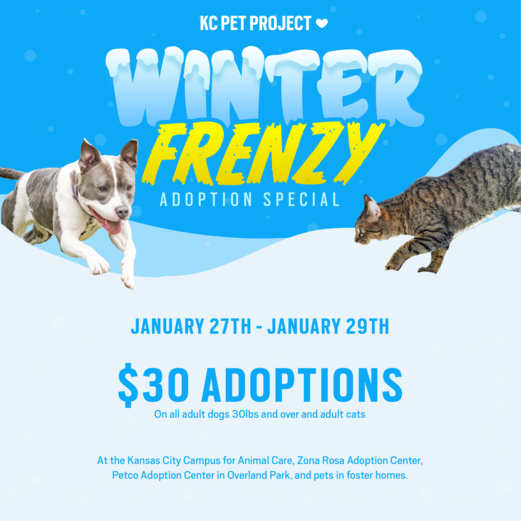 winter frenzy adoption special graphic
