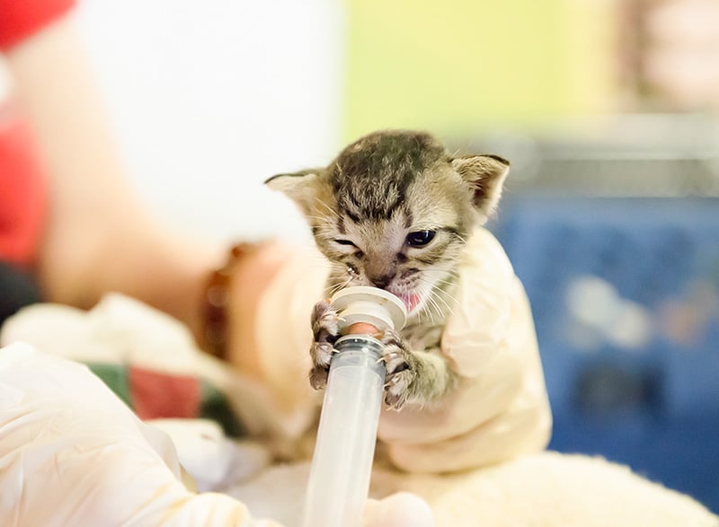 neonatal kitten care