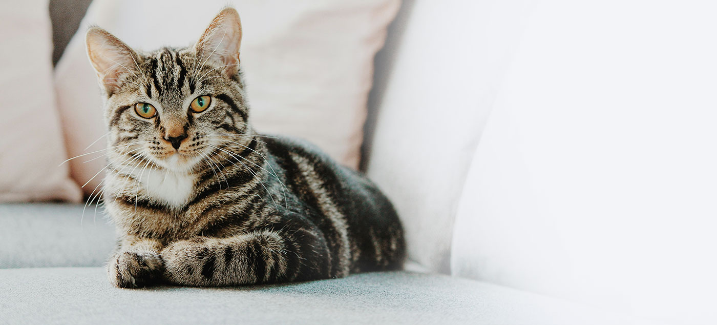 Adopt a cat