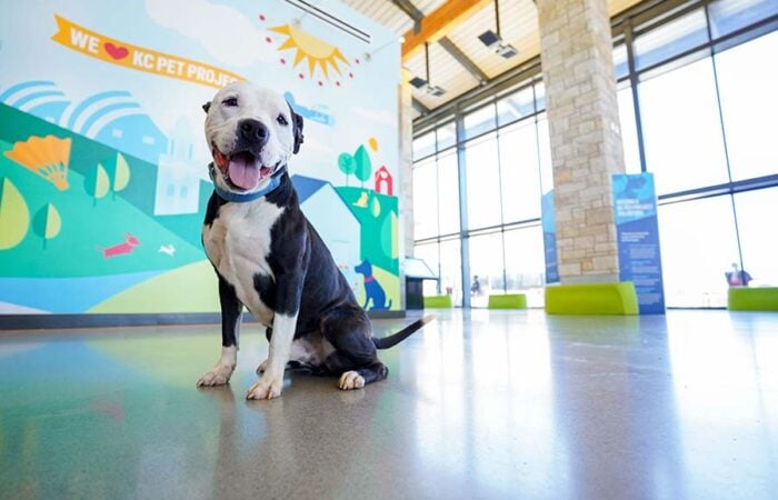 Happy dog lobby