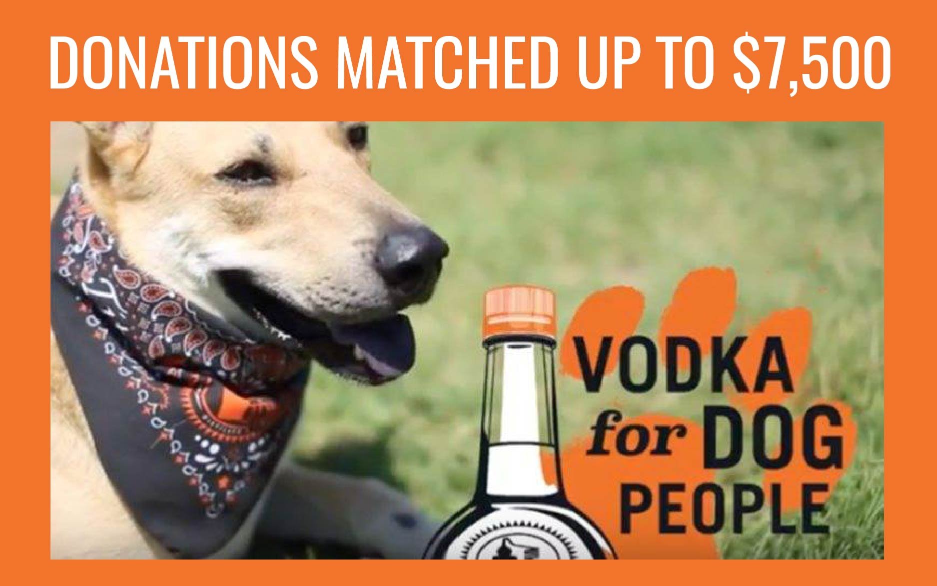 vodka-for-dogs