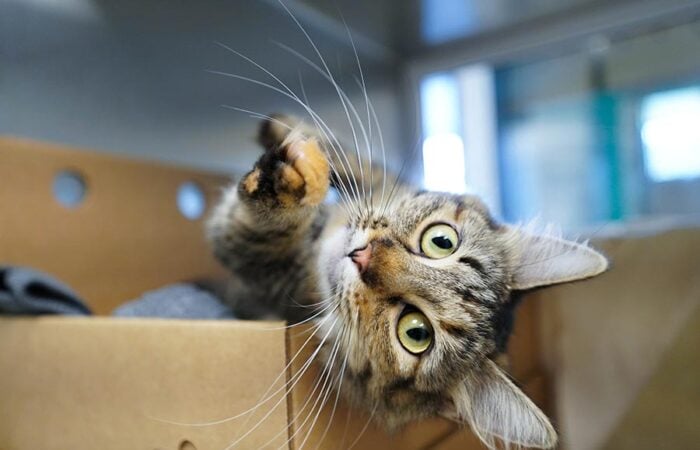 Upside down kitty in box